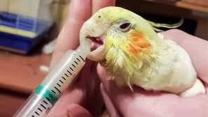 Kako dati zdravilu parrot v kljunu: navodila za korakom